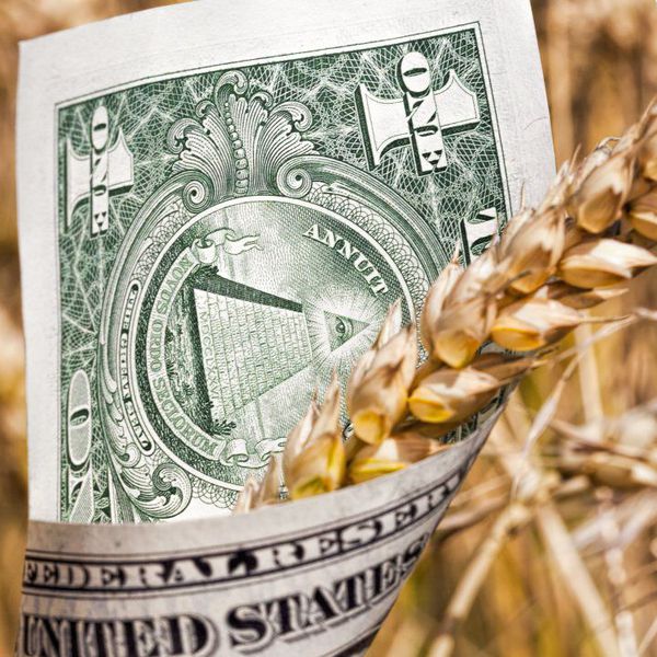 Buğdayda bol arz, sınırlı fiyat