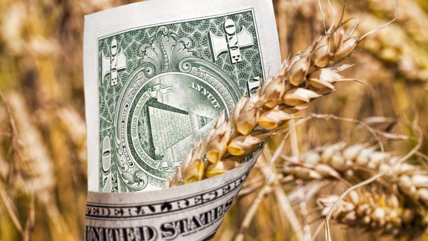 Buğdayda bol arz, sınırlı fiyat