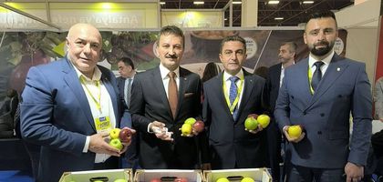 100 bin ton elma soğuk hava deposunda kaldı