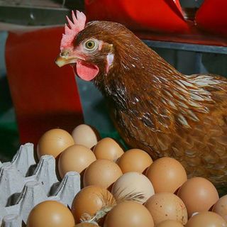 Yumurtada duble ucuzladı, kılavuz zamlandı
