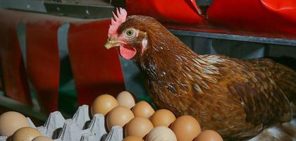 Yumurtada duble ucuzladı, kılavuz zamlandı