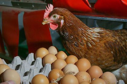 Yumurtada duble ucuzladı, kılavuz zamlandı