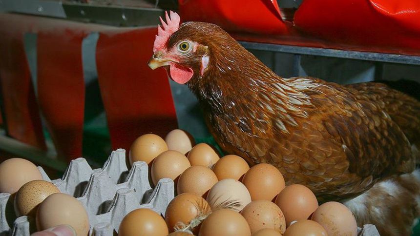 Yumurtada duble ucuzladı, kılavuz zamlandı