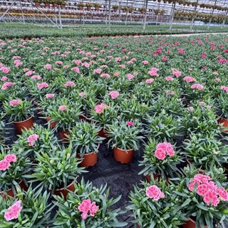 Süs bitkileri sektöründen 2025'te 160 milyon dolarlık ihracat