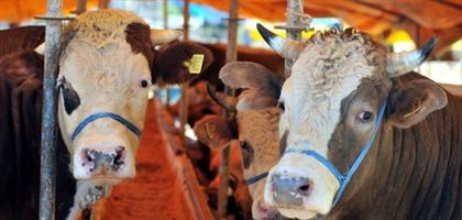 Kurbanlıkta canlı 500, karkas 1000 TL