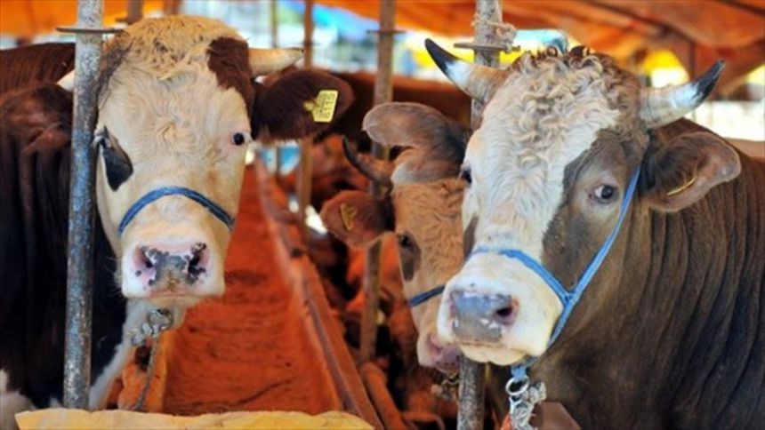 Kurbanlık fiyatı geçen yıla göre yüzde 35 arttı