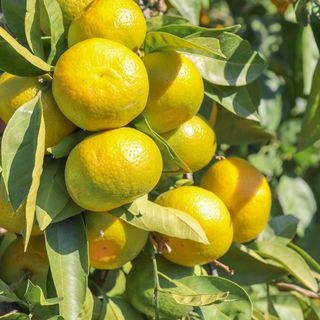 Satsuma ihracatında çifte kriz kapıda