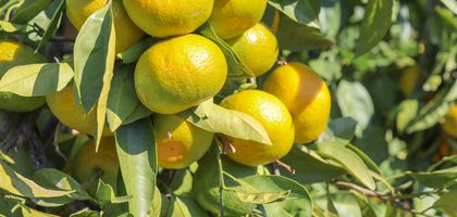 Satsuma ihracatında çifte kriz kapıda