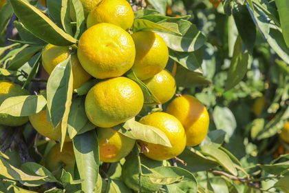 Mandalina ihracatı 17 Ekim’de başlıyor