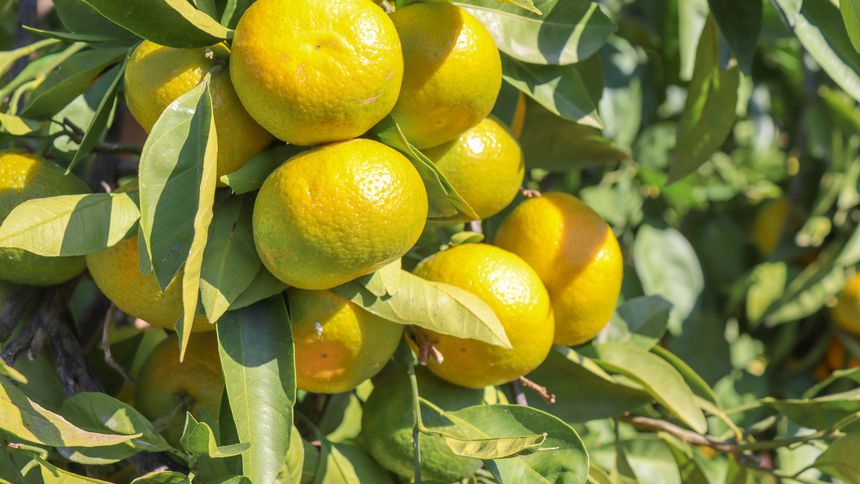 Mandalina ihracatı 17 Ekim’de başlıyor