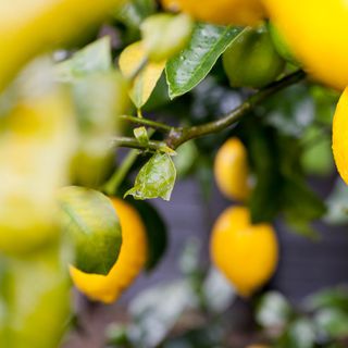 Limon ihracatı miktar bazında düşerken, döviz getirisi arttı