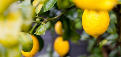 Limon ihracatı miktar bazında düşerken, döviz getirisi arttı