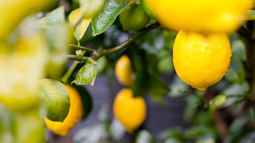 Limon ihracatı miktar bazında düşerken, döviz getirisi arttı