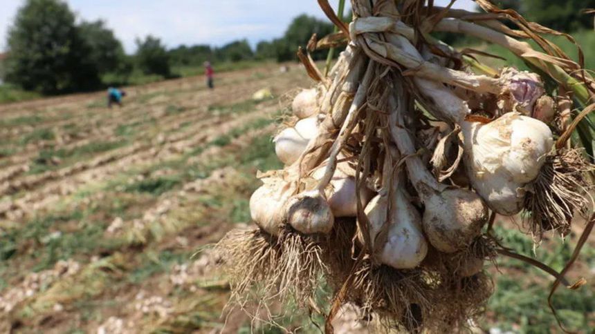 Taşköprü’ye sarımsak depolama tesisi kurulacak