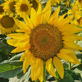 SUBÜ’nün projesi ayçiçeği ıslah süresini kısaltacak