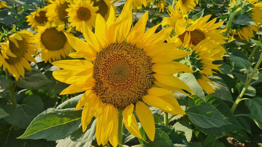 SUBÜ’nün projesi ayçiçeği ıslah süresini kısaltacak