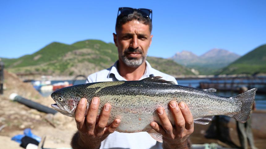 Bingöl'de yetiştirilen somonlar 36 ülkeye ihraç ediliyor