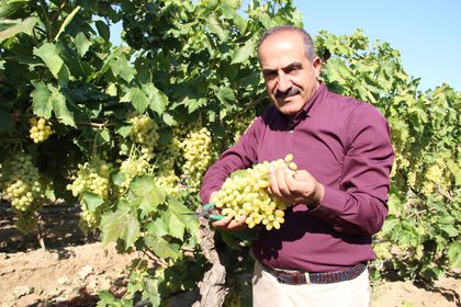 Sultani çekirdeksiz taze üzümün ihracatı başlıyor