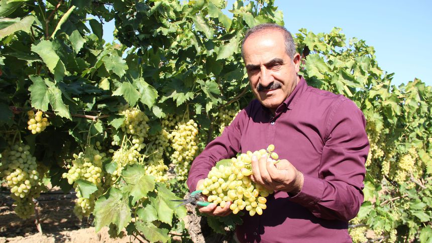 Sultani çekirdeksiz taze üzümün ihracat yolculuğu 4 Ağustos'ta başlıyor