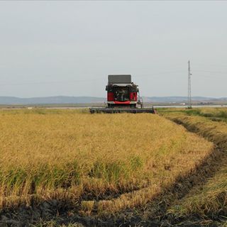 Kuraklık çeltikte ekimi azalttı, rekolteyi düşürdü