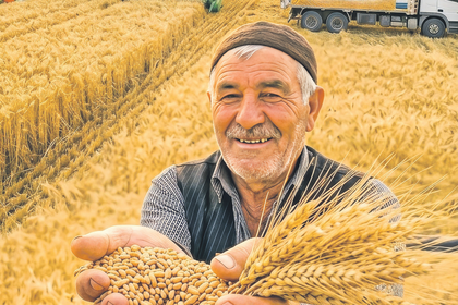Buğdayda rekor rekolte sınavı!