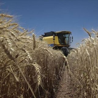 Tarım ÜFE kasımda yüzde 1,56 azaldı