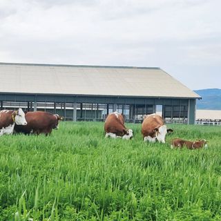 Bitkisel ve hayvansal üretim destekleri artırıldı