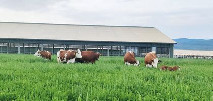 Bingöl’ün 'bölgesel kalkınma modeli': Sütaş Sütçülük Projesi