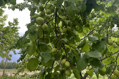 Kayısıda 45 bin ton rekolte beklentisi