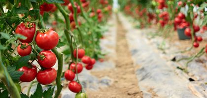 Ege yaş meyve sebze ihracatında odak sürdürülebilirlik