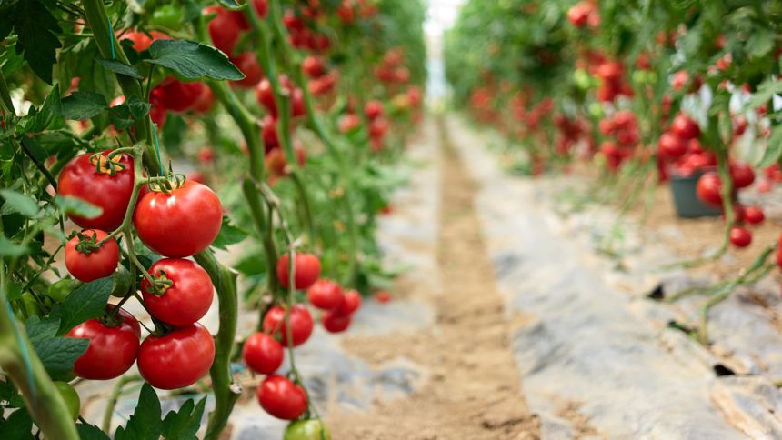 Ege yaş meyve sebze ihracatında odak sürdürülebilirlik