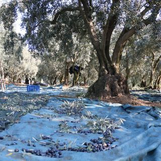 Marmarabirlik, ürün alım fiyatlarını açıkladı