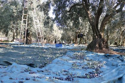 Marmarabirlik, ürün alım fiyatlarını açıkladı