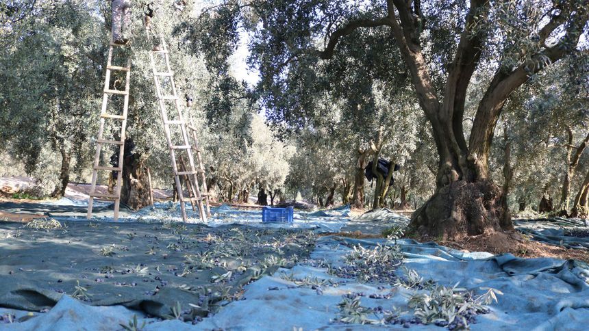 Marmarabirlik, ürün alım fiyatlarını açıkladı