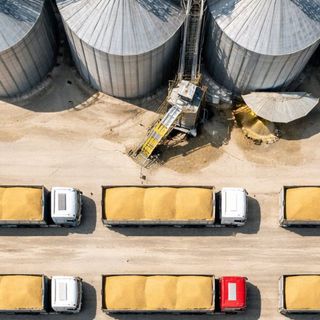 TÜRİB, TMO'nun buğdayını günlük satacak