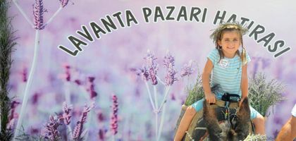 Lavanta Hasat Şenliği için geri sayım başladı