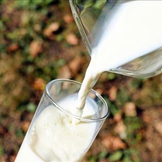 TİGEM ihaleyle koyun sütü satacak