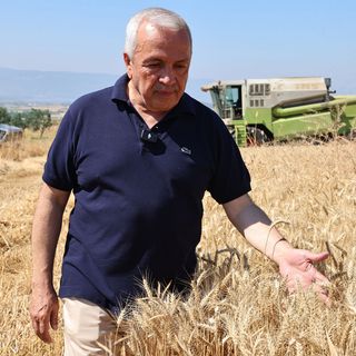 Nilüfer’de buğday hasadı başladı
