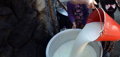 Toplanan süt miktarı yüzde 3,2 azaldı