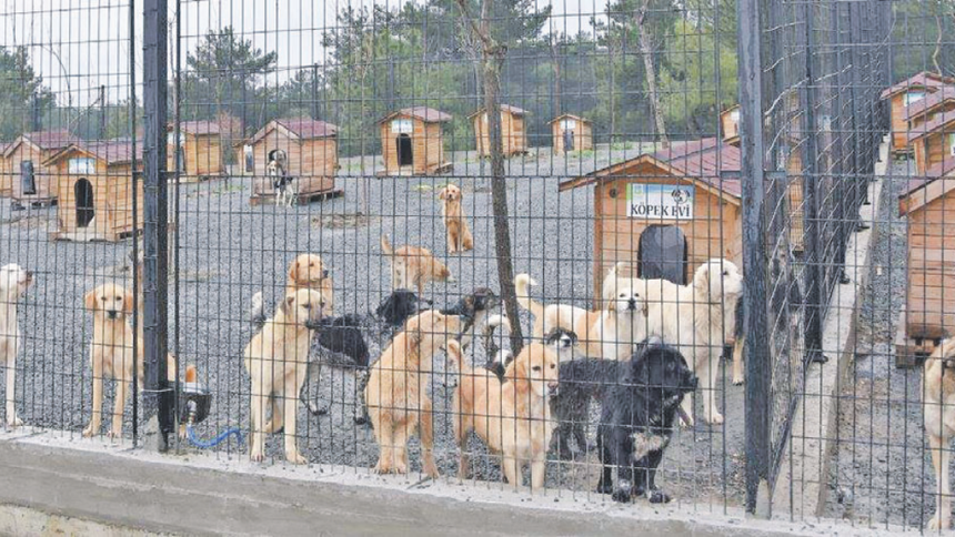 Sahipsiz sokak hayvanlarına yönelik bakanlık bünyesinde birim kurulmalı