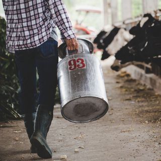 İnek sütü miktarı yıllık yüzde 4 geriledi