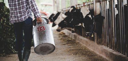 İnek sütü 2025'te yüzde 1,7 azaldı