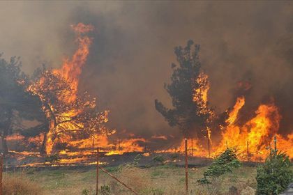 Orman yangınları yaygınlaşıyor, küresel çözümlerin de yaygınlaşması gerekiyor