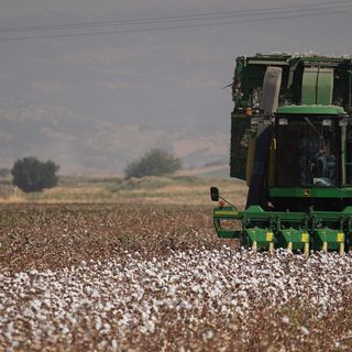 BCI sertifikalı pamukta üretim alanı 71 bin hektarı aştı