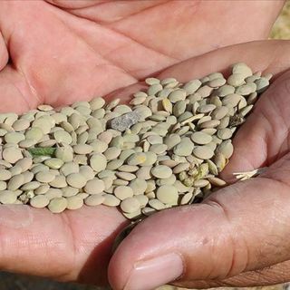 Yeşil mercimek ve yulaf ithalatında gümrük vergileri indirildi