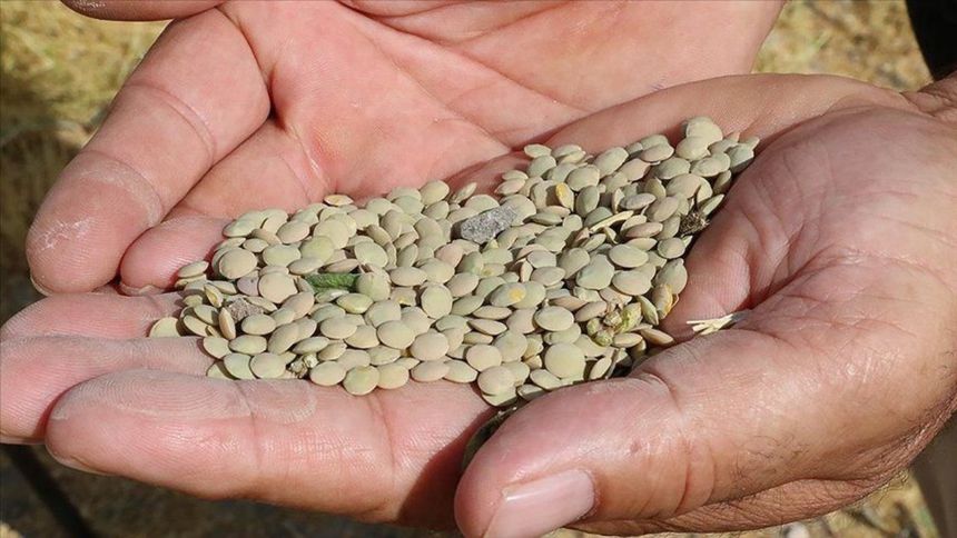 Yeşil mercimek ve yulaf ithalatında gümrük vergileri indirildi