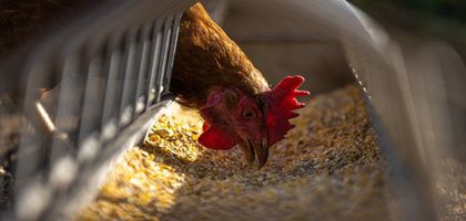 Yumurtacı tavukların kafes ölçülerinde değişiklik