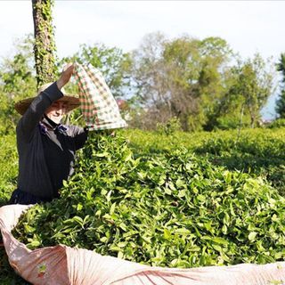 ÇAYKUR'a sözleşmeli personel atamalarında yaş şartı kaldırıldı