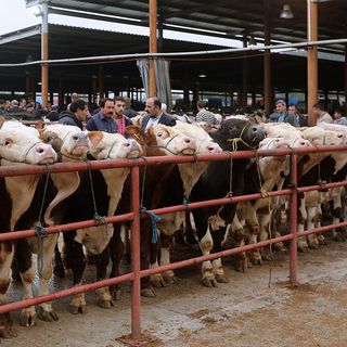 Sakarya Canlı Hayvan Borsası yeniden hizmet vermeye başladı
