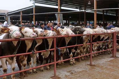 Sakarya Canlı Hayvan Borsası yeniden hizmet vermeye başladı